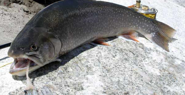 Asgr Fish ISGP